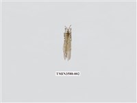 藏品(蟻蛉64)的圖片